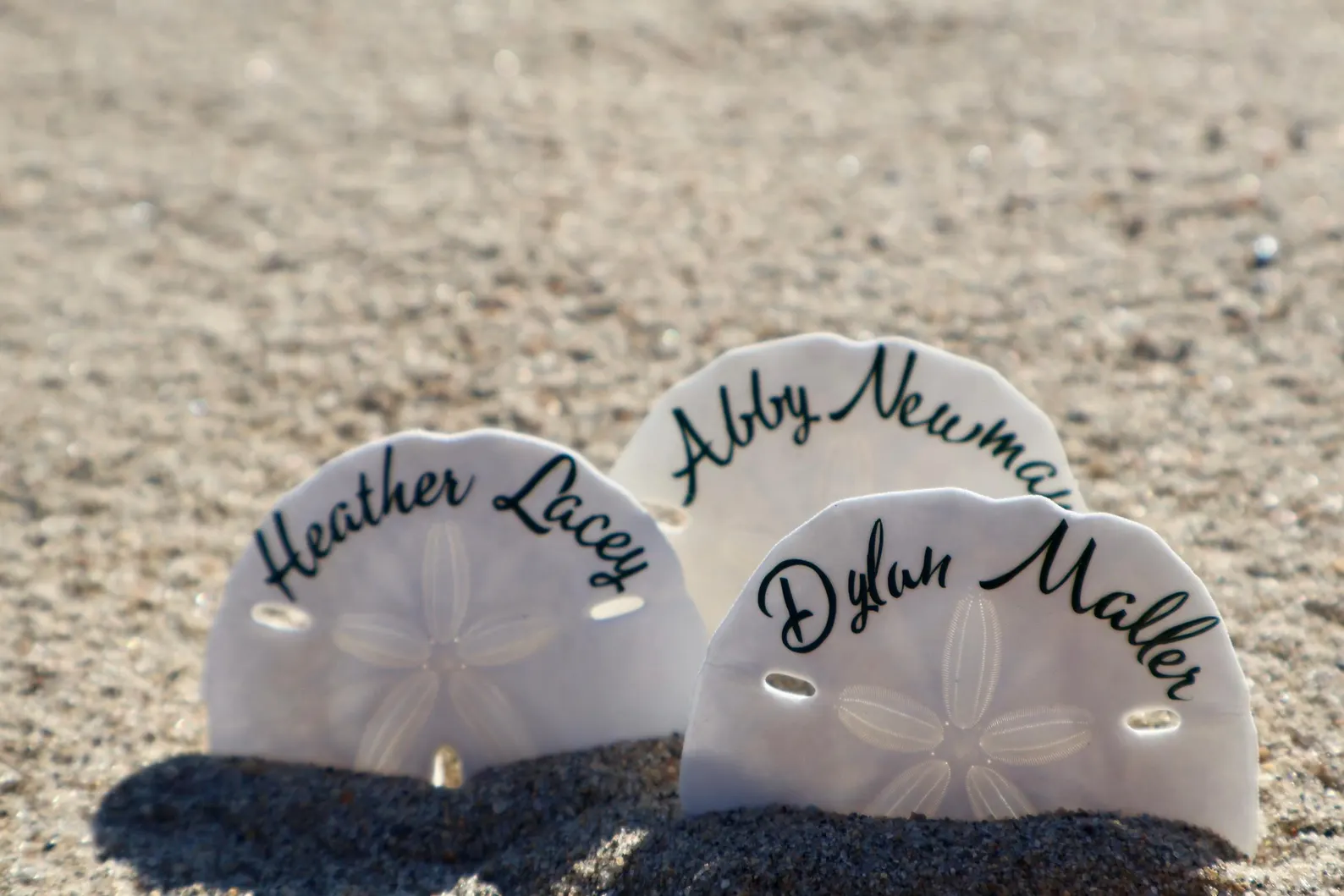 Sand Dollar Seashell Seating Chart — view 4